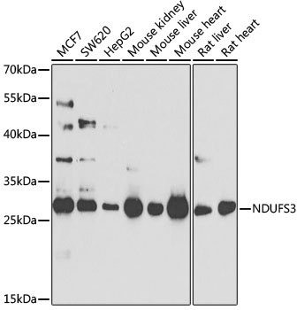 NDUFS3 Antibody, KO Validated
