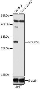 NDUFS3 Antibody, KO Validated