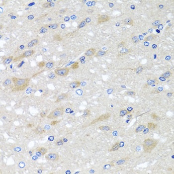 NDUFS3 Antibody, KO Validated