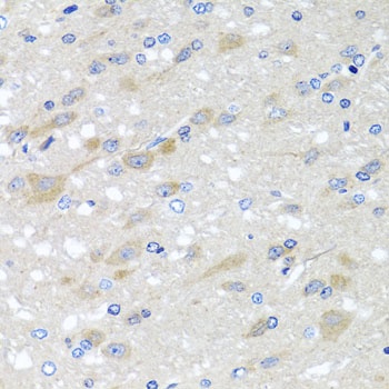 NDUFS3 Antibody