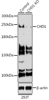 CHD1 Antibody, KO Validated