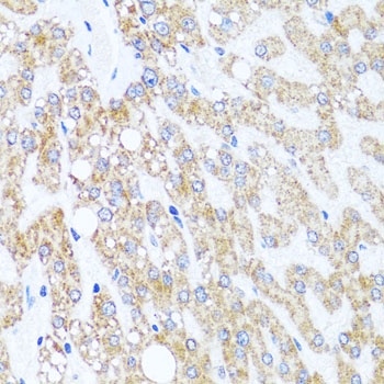 CHD1 Antibody, KO Validated