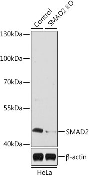 SMAD2 Antibody, KO Validated