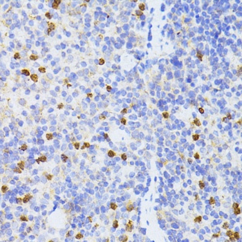 SMAD2 Antibody, KO Validated