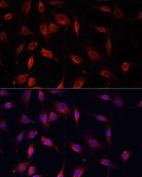 SMAD2 Antibody, KO Validated