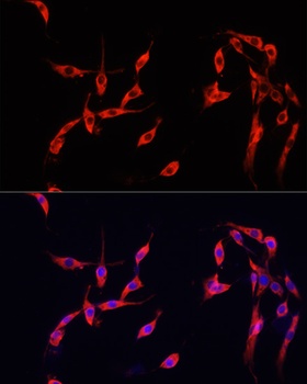 SMAD2 Antibody, KO Validated