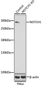 NOTCH1 Antibody