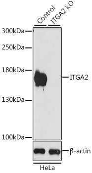 ITGA2 Antibody, KO Validated