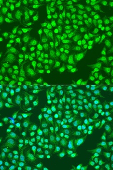 ITGA2 Antibody, KO Validated