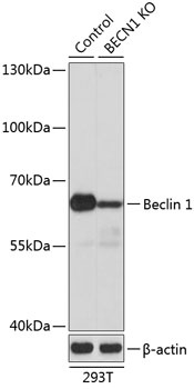 BECN1 Antibody
