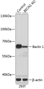 Beclin 1 Antibody, KO Validated