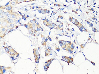 BECN1 Antibody