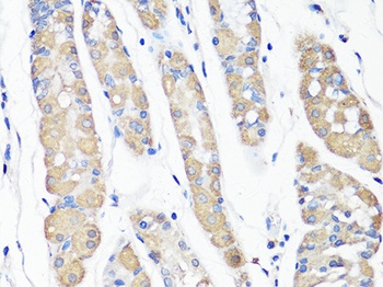 BECN1 Antibody