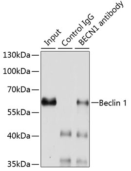 Beclin 1 Antibody, KO Validated