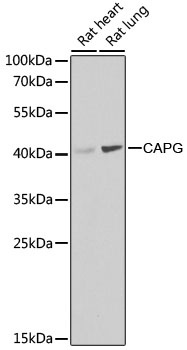 CAPG Antibody, KO Validated