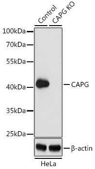 CAPG Antibody, KO Validated