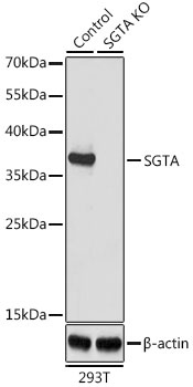 SGTA Antibody, KO Validated