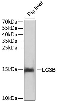 MAP1LC3B Antibody