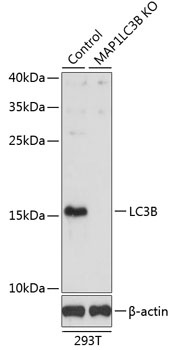 MAP1LC3B Antibody