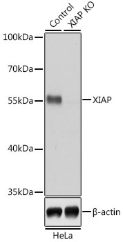 XIAP Antibody, KO Validated