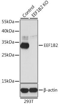 EEF1B2 Antibody, KO Validated
