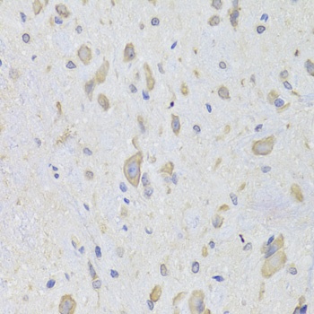 EEF1B2 Antibody, KO Validated