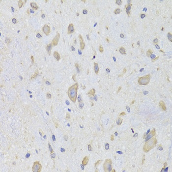 EEF1B2 Antibody