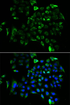 EEF1B2 Antibody, KO Validated