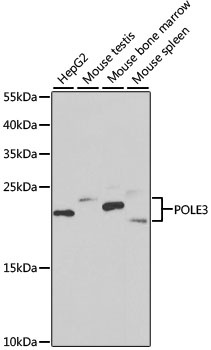 POLE3 Antibody