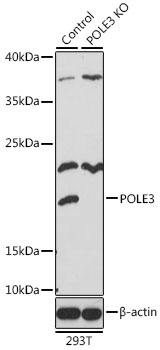 POLE3 Antibody