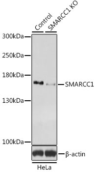 SMARCC1 Antibody