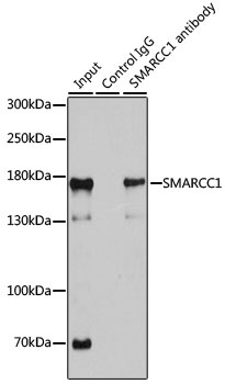 SMARCC1 Antibody