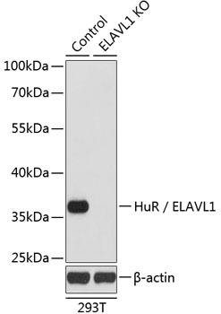 ELAVL1 Antibody