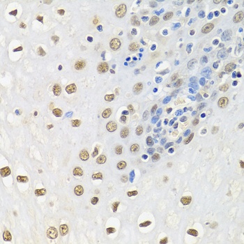 ELAVL1 Antibody