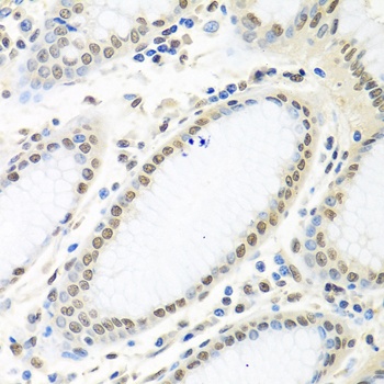 ELAVL1 Antibody