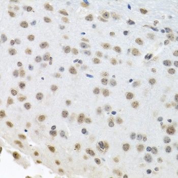 ELAVL1 Antibody