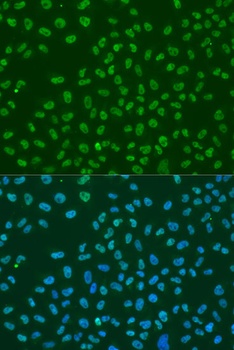 ELAVL1 Antibody