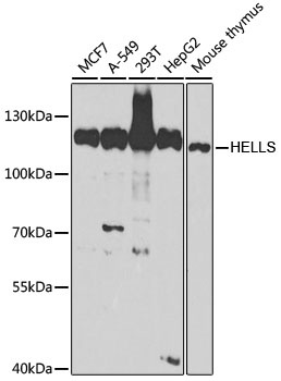 HELLS Antibody, KO Validated