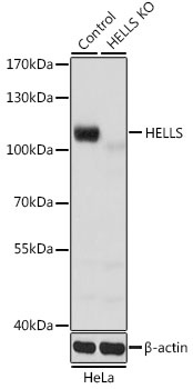 HELLS Antibody, KO Validated
