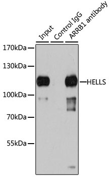 HELLS Antibody, KO Validated