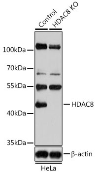 HDAC8 Antibody, KO Validated