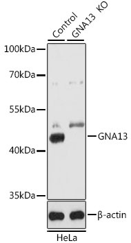 GNA13 Antibody, KO Validated