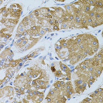 GNA13 Antibody, KO Validated