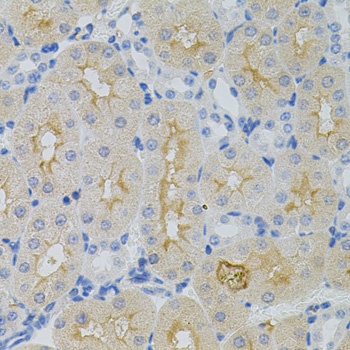 GNA13 Antibody, KO Validated
