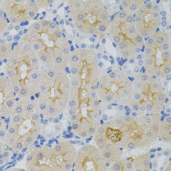 GNA13 Antibody