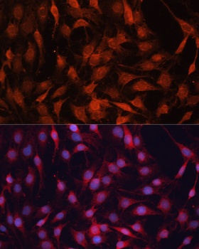 GNA13 Antibody, KO Validated