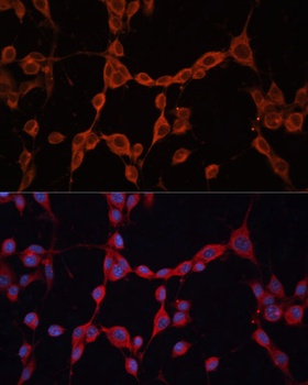 GNA13 Antibody, KO Validated