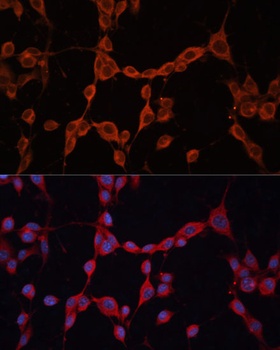 GNA13 Antibody