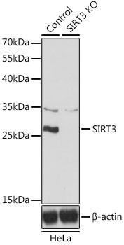 SIRT3 Antibody, KO Validated