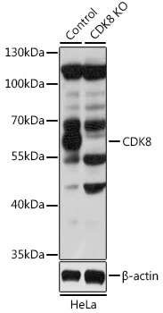 CDK8 Antibody